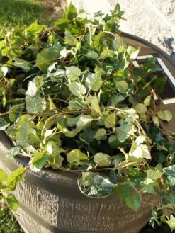 Round Rain Barrel With Planter, 35 Gallons -Default Template 3 8612856WALNT 03V tif