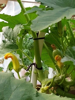 Farmyarn® Multipurpose Garden Tie, 2 Pack -Default Template 3 8612948 01v