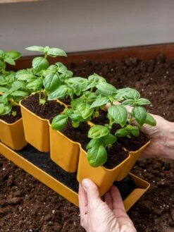 Gardener's Best® XL 6-Cell Planting Tray, Set Of 4 -Default Template 3 8613031 6300