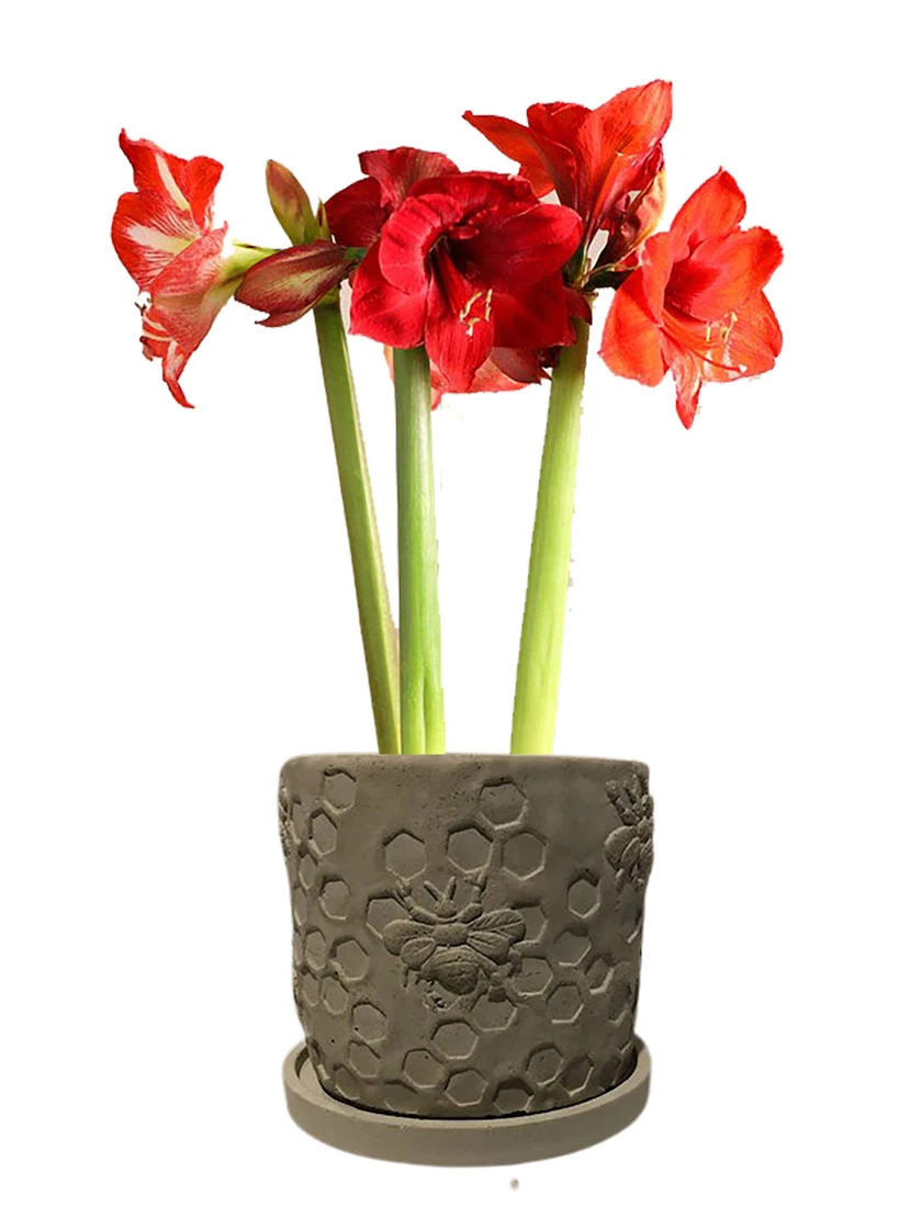 Concrete Honeycomb Bee Planter 2 Concrete Honeycomb Bee Planter - Image 2