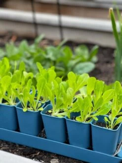 Gardener's Best® XL Seed Starting Kit -Default Template 3 8613066 01TEST