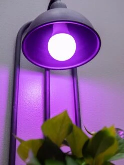 Kira Grow Light Hanging Planter -Default Template 3 8613232 5663