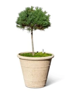 Self-Watering LavaStone® Anson Pot 11 Self-Watering LavaStone® Anson Pot -Default Template 3 8613256 0138