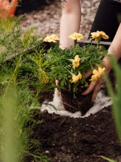 Hortiwool ®, 5 Pad Pack 13 Hortiwool ®, 5 Pad Pack -Default Template 3 8613263 12v 1