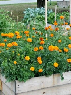 SeedSheets Organic Vegetable Garden, Easy Breezy Caprese, 4' X 8' -Default Template 3 8613295 04V