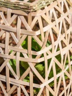 Bamboo Cloche, Set Of 2 -Default Template 3 8613351 0153