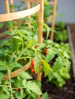 Bamboo Tomato Cages, Set Of 3 -Default Template 3 8613426 6934