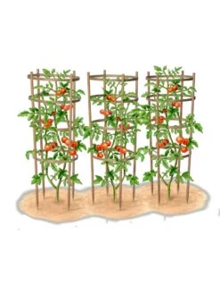 Bamboo Tomato Cages, Set Of 3 -Default Template 3 8613426 art
