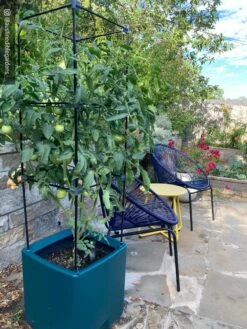 Oasis Self-Watering Tomato Planter With Trellis -Default Template 3 8613440 01IN