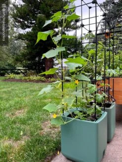 Oasis Self-Watering Tomato Planter With Trellis -Default Template 3 8613440 02TEST