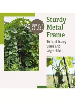 Titan Squash Tunnel -Default Template 3 B07932DMCR plantsupport benefits 2