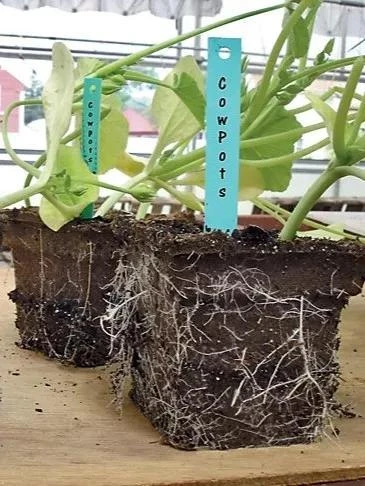 2-3/4" Square Cowpots 6-Packs, Set Of 4 3 2-3/4" Square Cowpots 6-Packs, Set Of 4 - Image 3