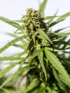 Hemp Success Kit 15 Hemp Success Kit -Default Template 3 Hemp 0065 tif