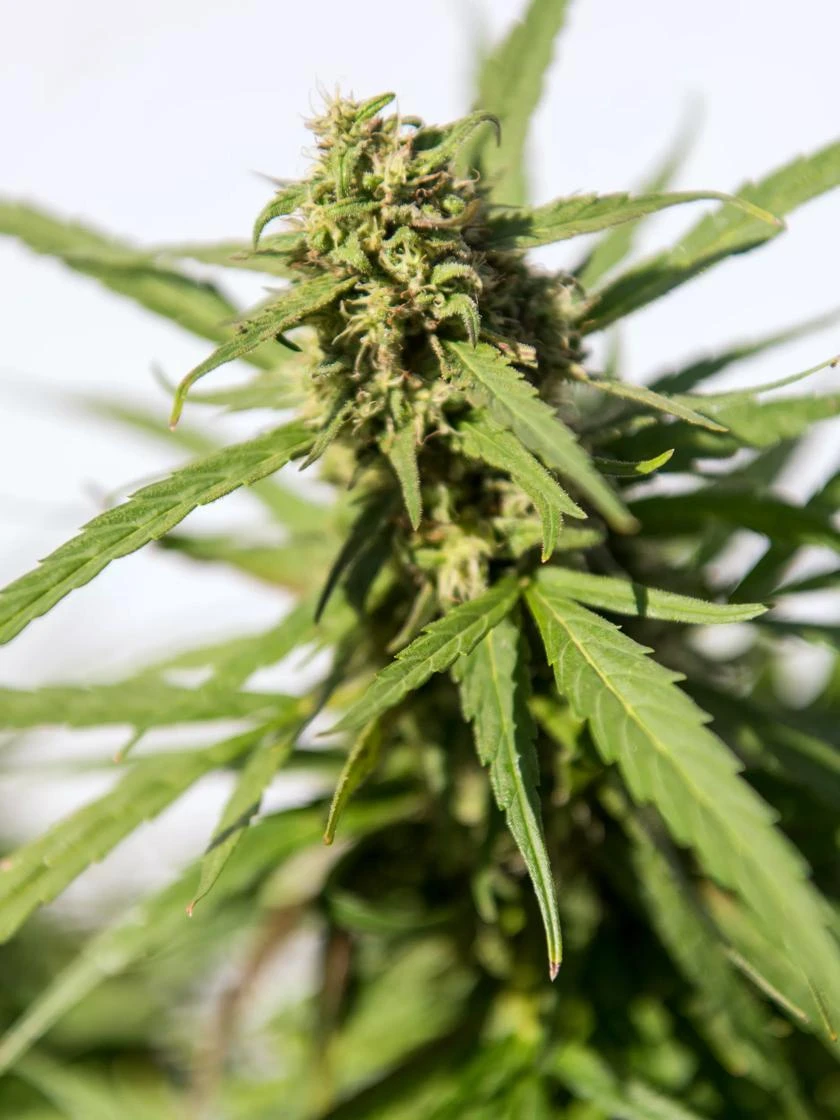 Hemp Success Kit 8 Hemp Success Kit - Image 8