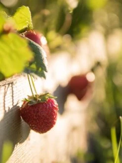 3-Tier Strawberry Bed -Default Template 3 Strawberry3 3167 tif