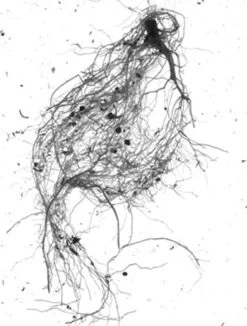 GrowLab® Compact 3-Tier Light Garden With Classroom Guide -Default Template 3 gstrootscan 01 1