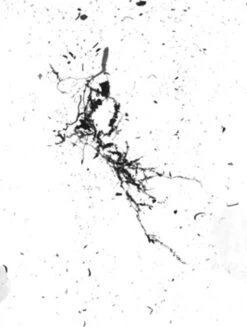 GrowLab® Compact Tabletop Light Garden With Classroom Guide -Default Template 3 gstrootscan 02